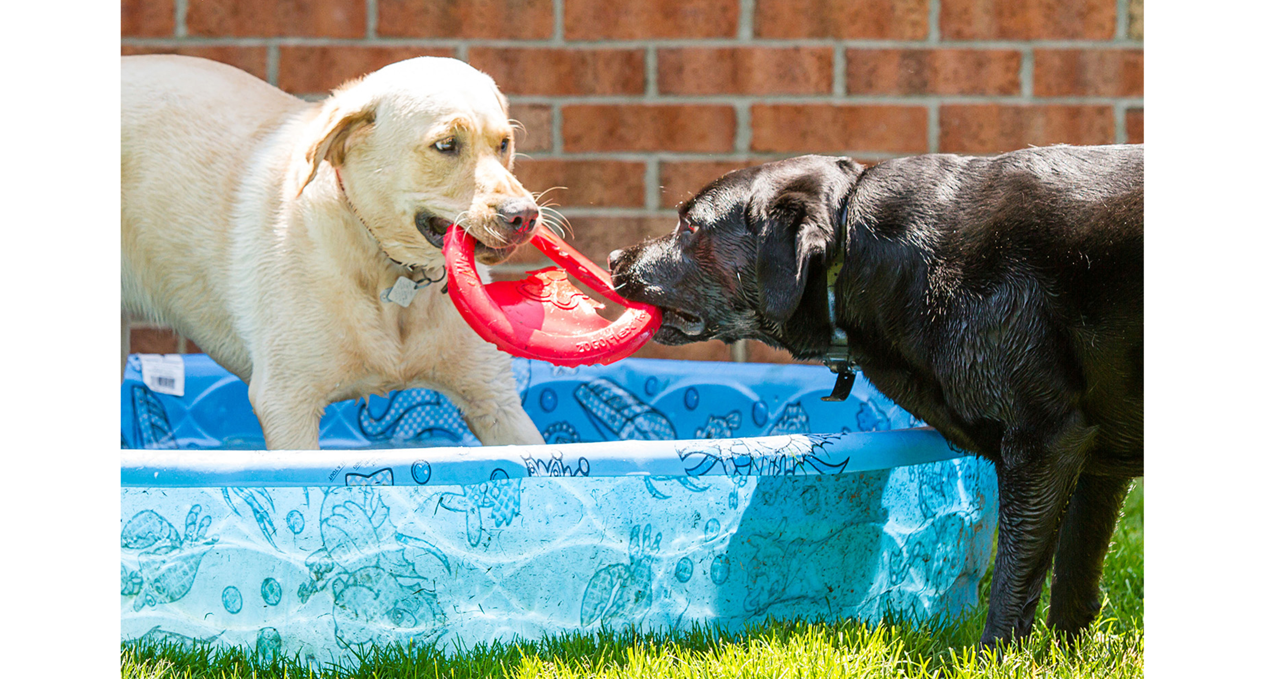 dogsinpool.png