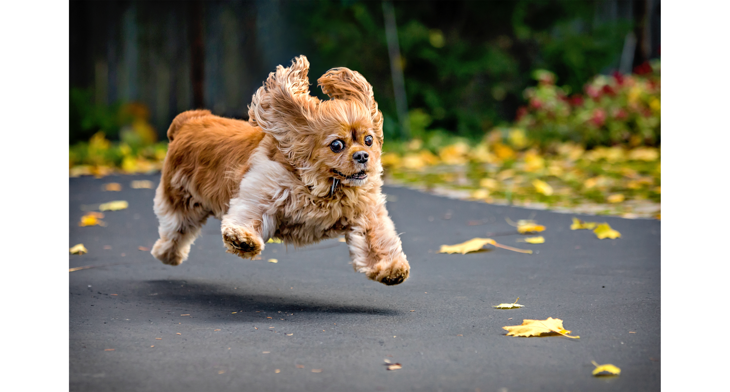 dog_running.png