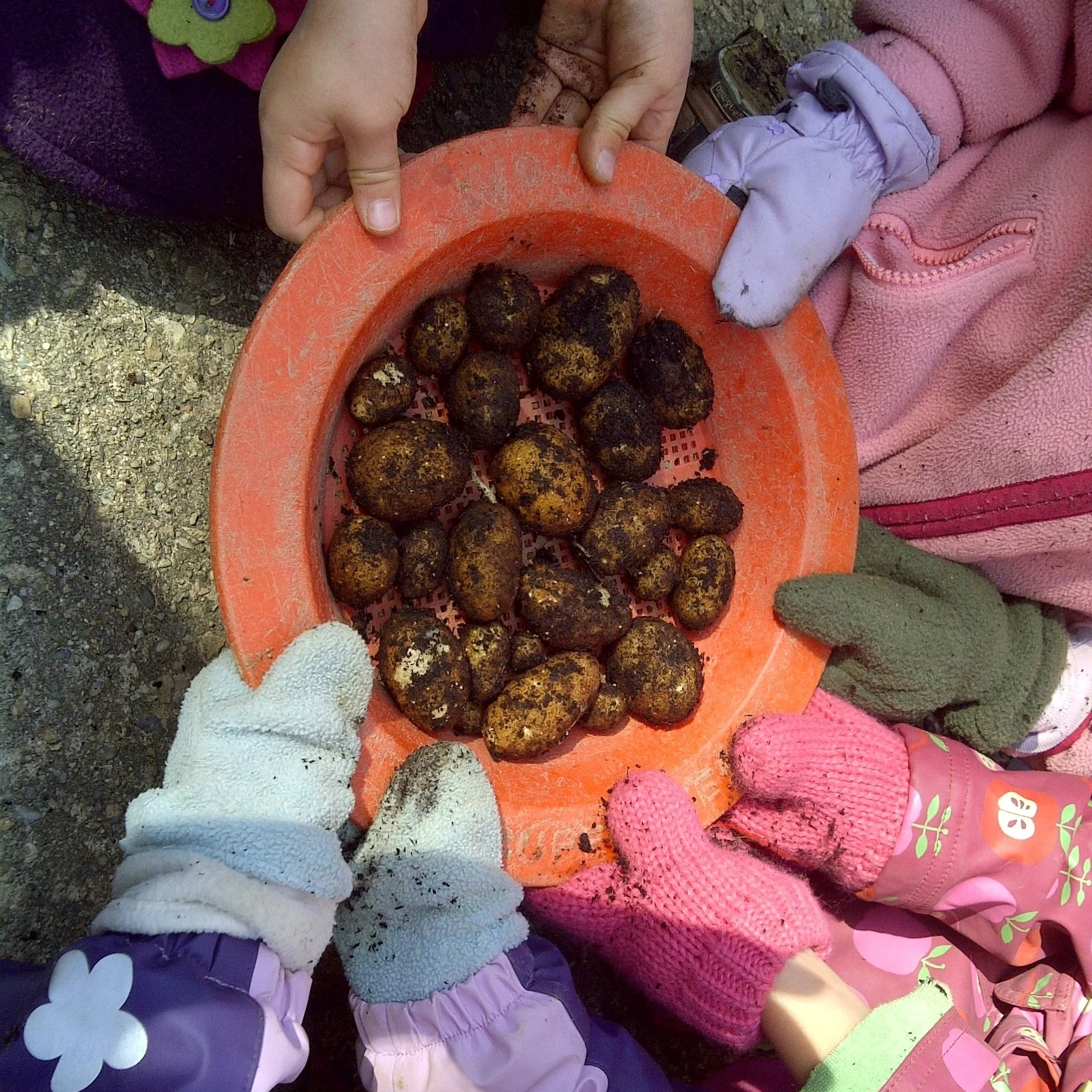 EC SF potato bowl.jpg