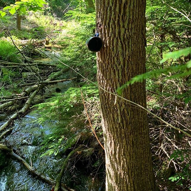 It&rsquo;s super nice when you spot the cup wired to a tree next to the fresh mountain stream. #simplepleasures #appalachianmountains #hikingadventures