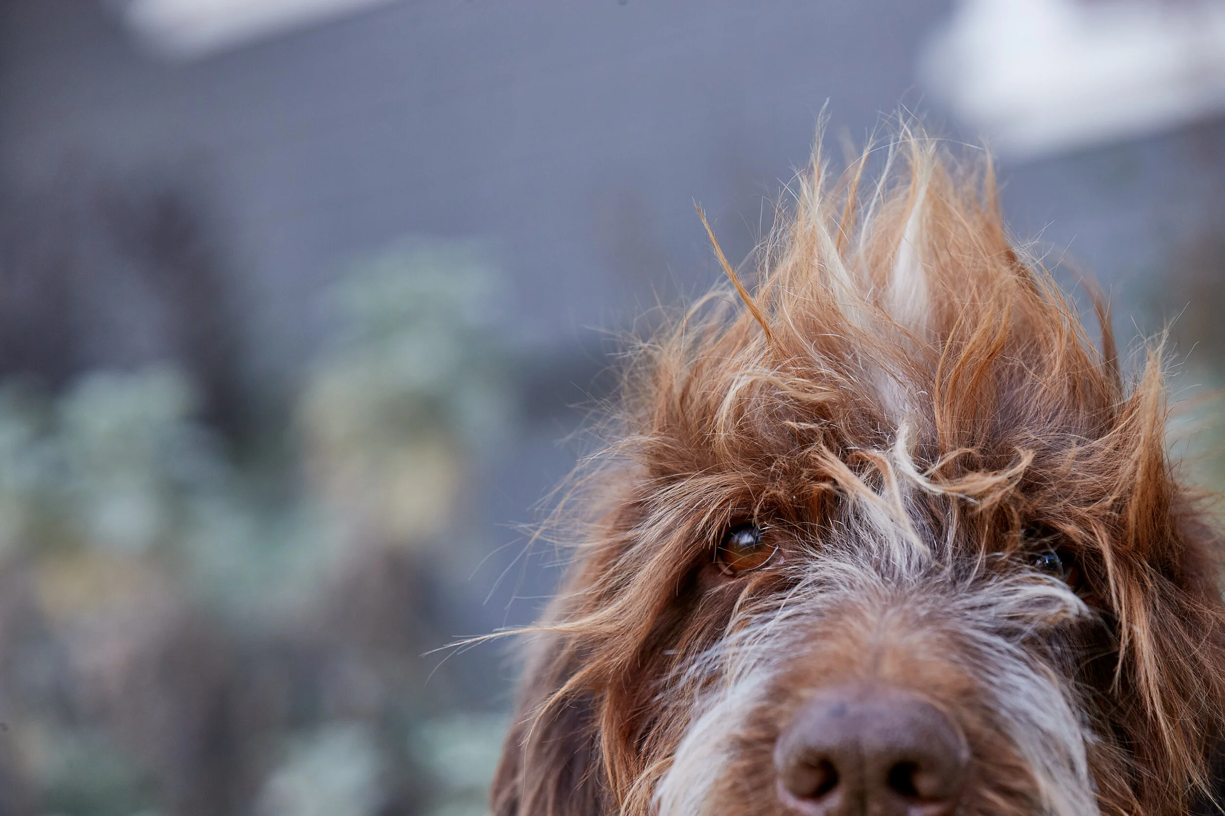 Copy of LIBRARY_DOG_2498.jpeg