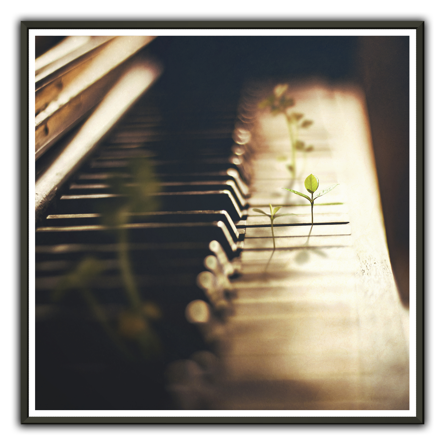 Seeds - Premium Matte Paper Metal Framed Poster