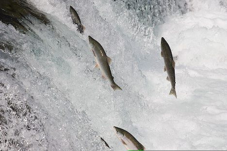 jumping-sockeye-salmon_6397.jpg