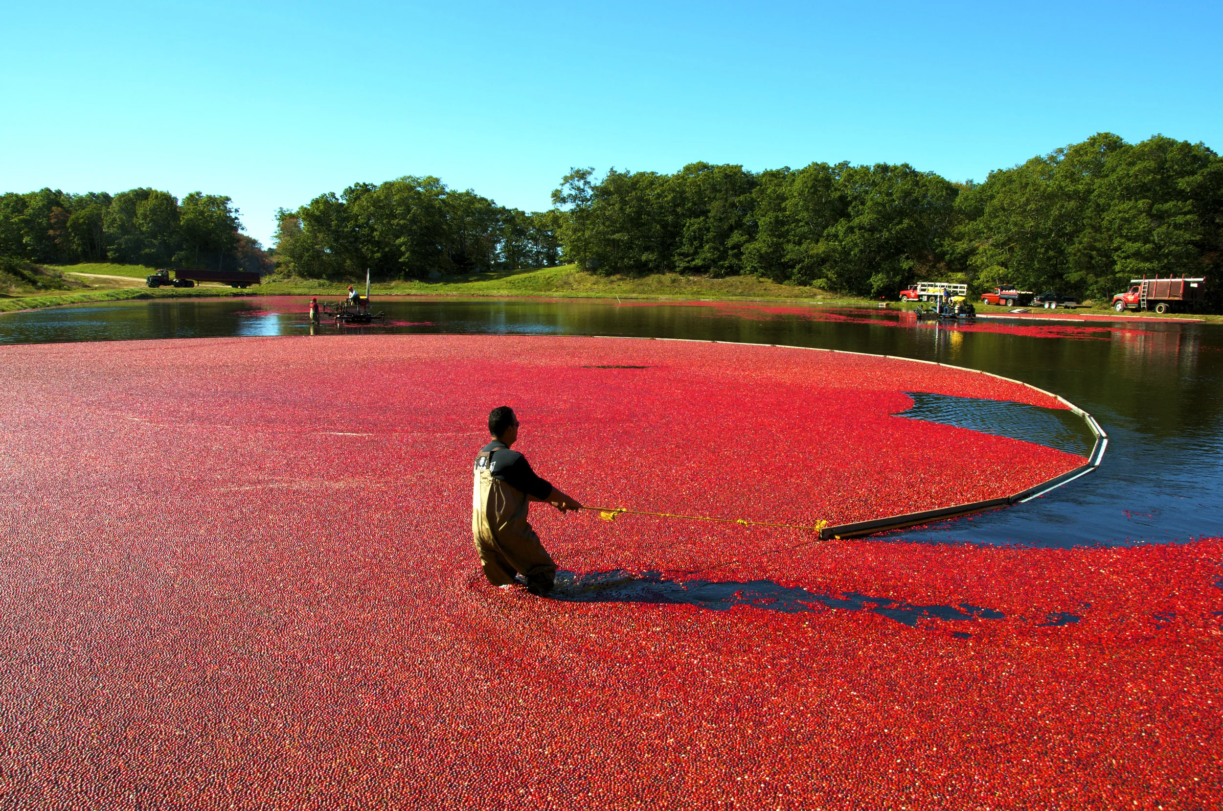 Boom on a Red Pool, Photograph