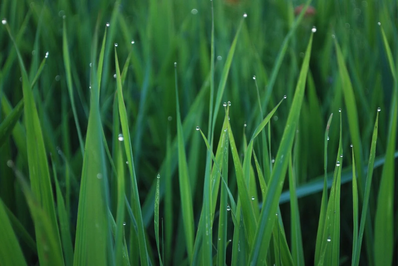 The moisture in the air is my kiss waiting for you to inhale. (Photograph by Tina FireWolf)