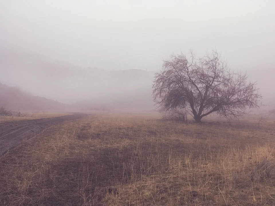 fog.jpg