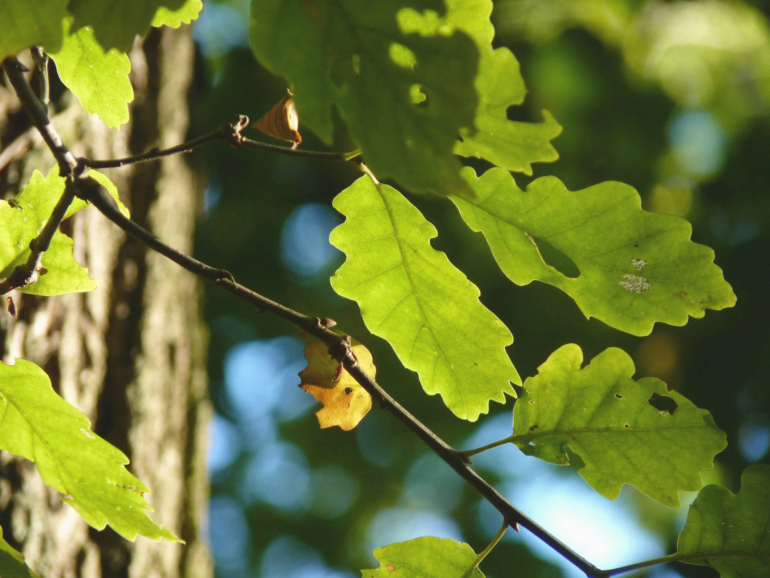 tree-nature-forest-branch-plant-fruit-787610-pxhere.com.jpg