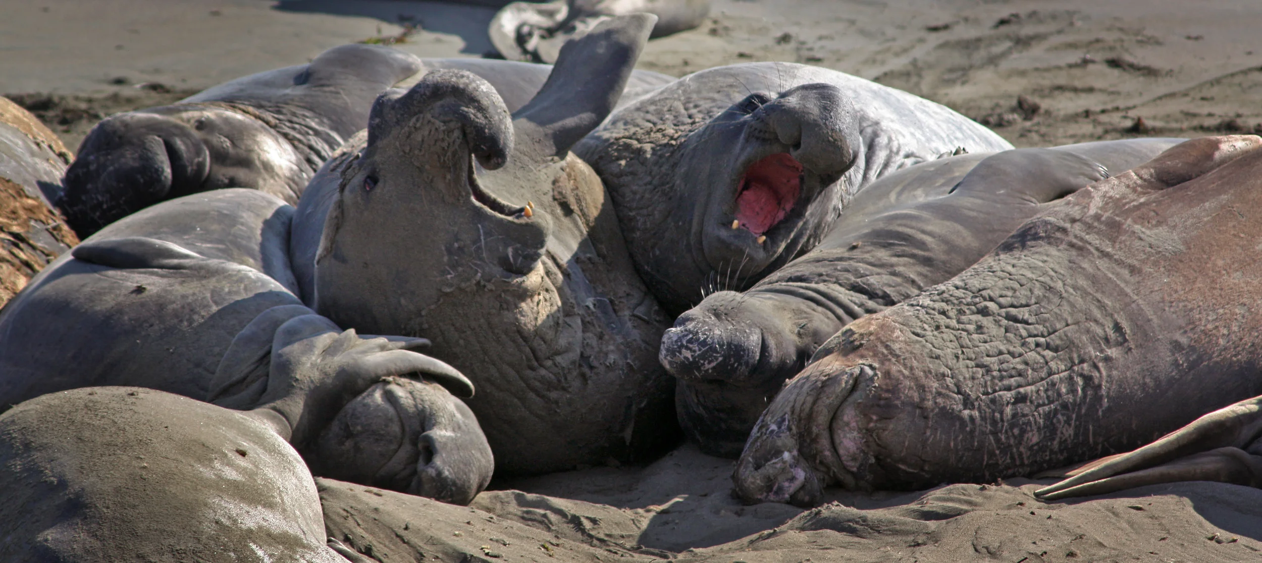 Bickering on the Beach