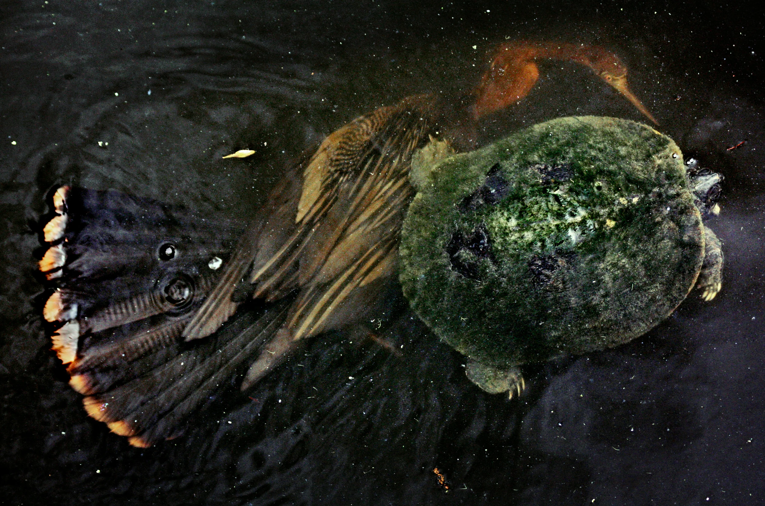 Anhinga & Turtle