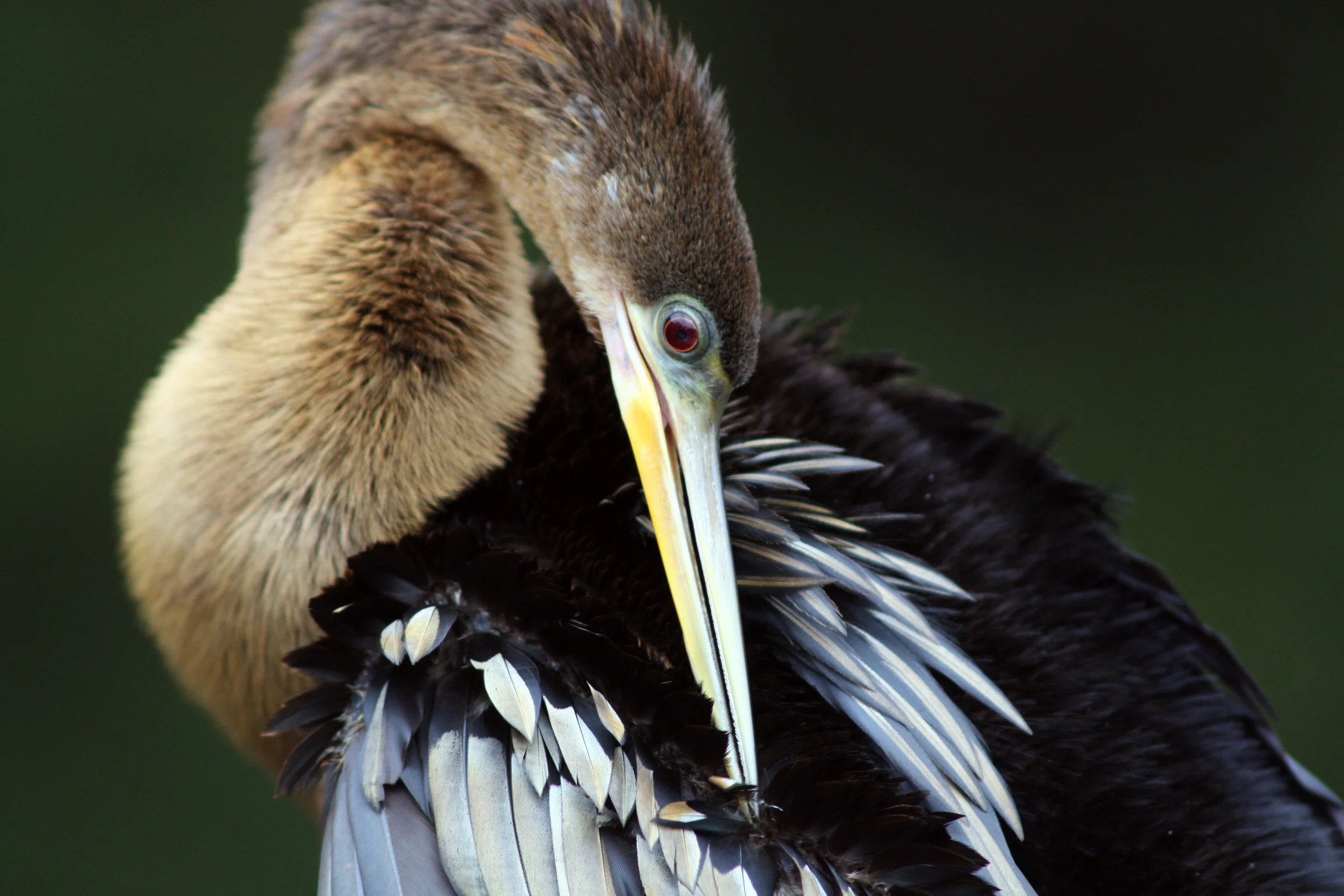 Preening and Fluffing