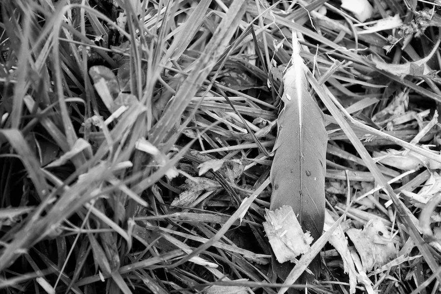 SJC-031726-10-08-2013.jpg