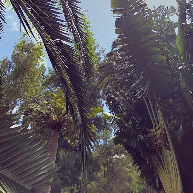 spot the dino! 🦖