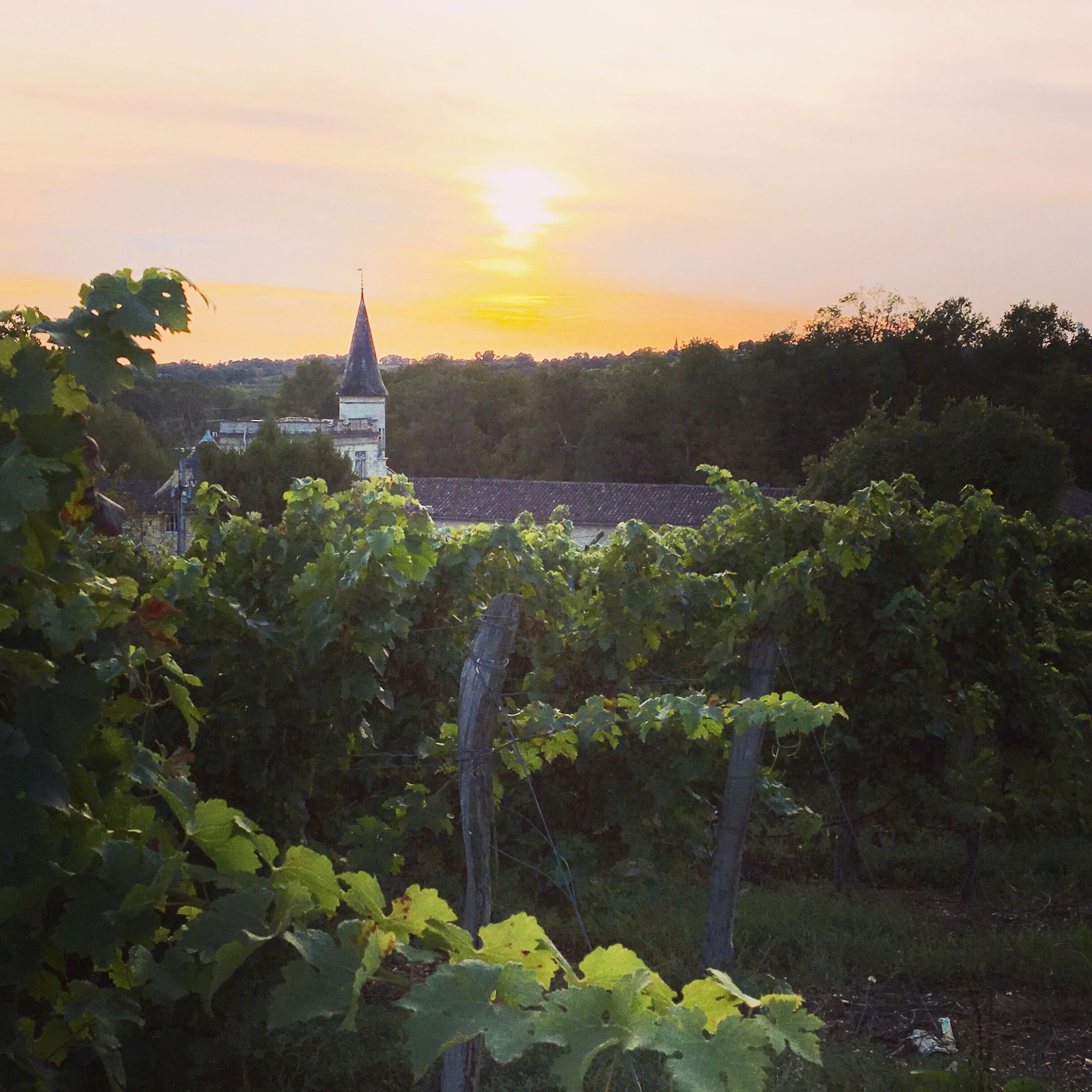 Chateau Lagorc bordeaux wineyard.JPG