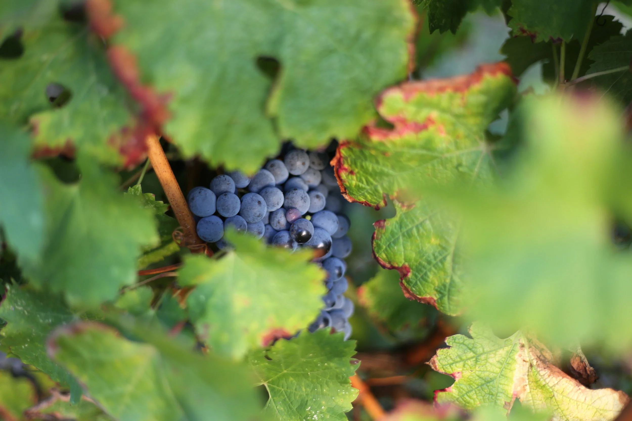 Bordeaux wineyard.jpg