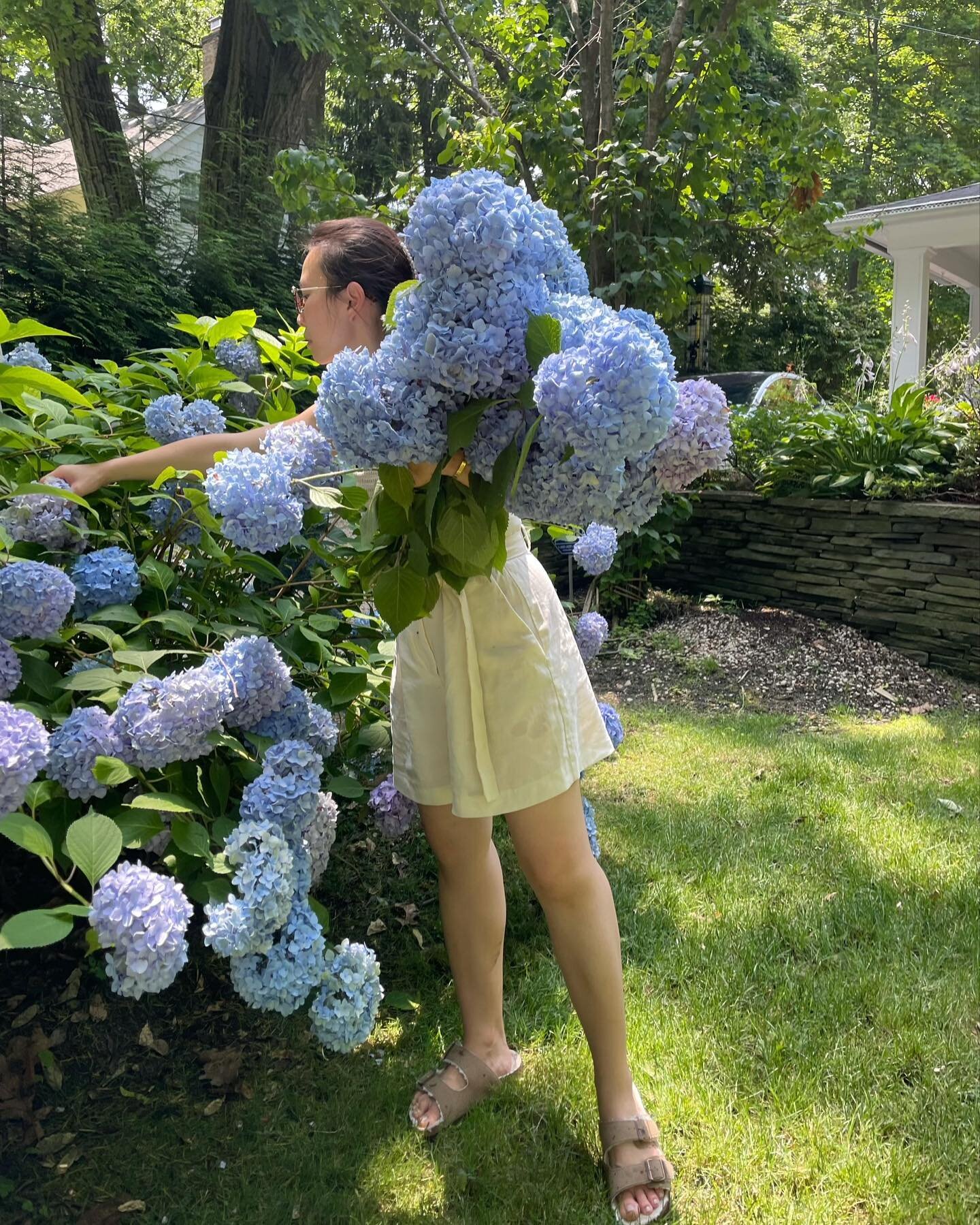 First thing in the morning, we have way too many hydrangeas this year, the flowers are way too heavy for their stems to stay straight, so most of them were hanging on the ground.