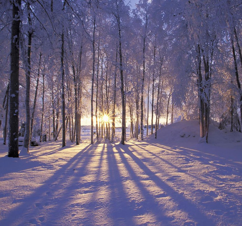 snow-trees_sunnyCROP.jpg