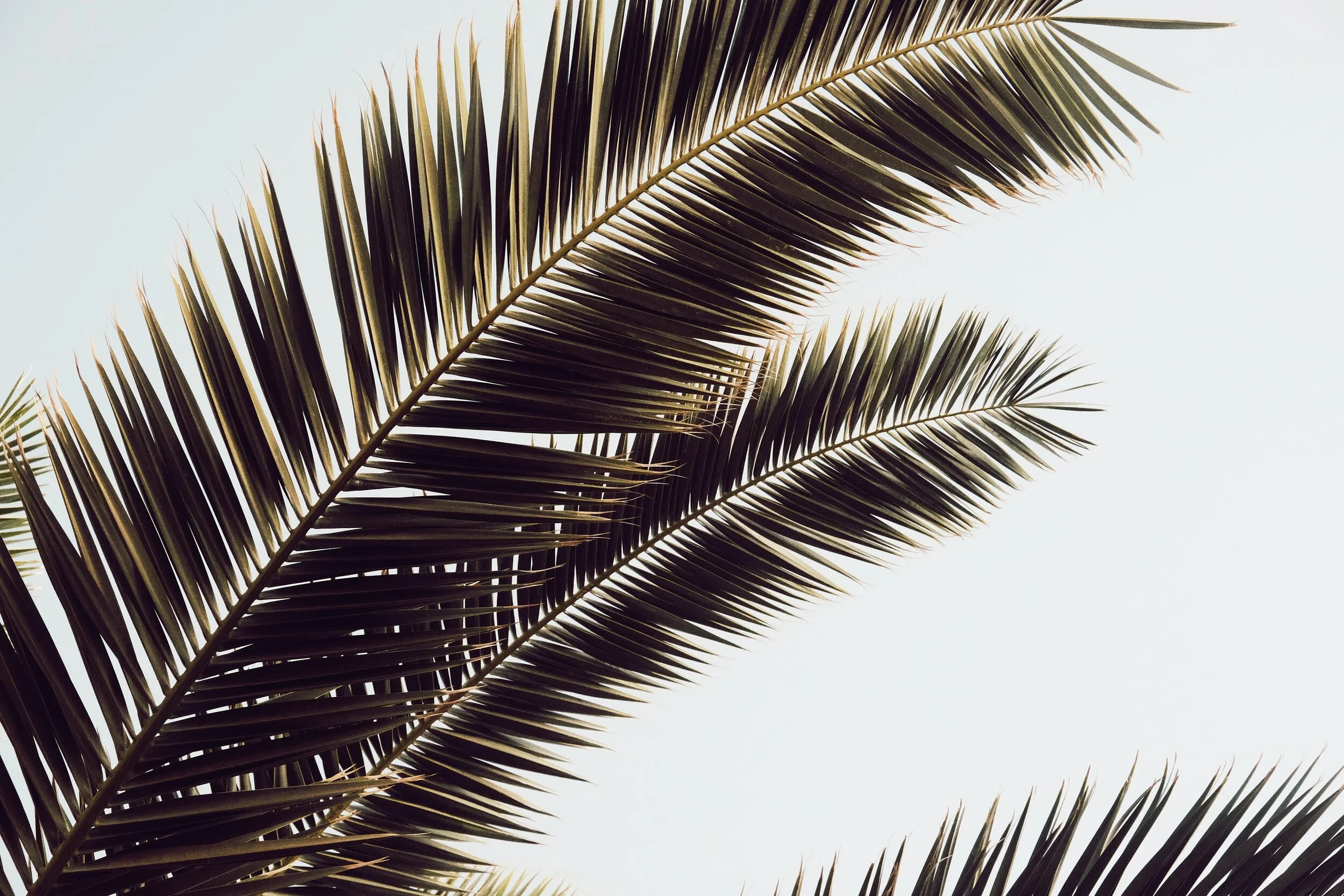 unsplash-image-7oEc5iY2n2s.jpg