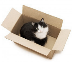 cat 2.png