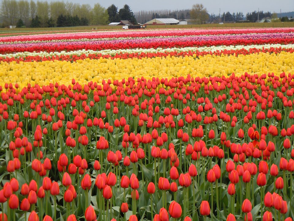 tulip-field.jpg