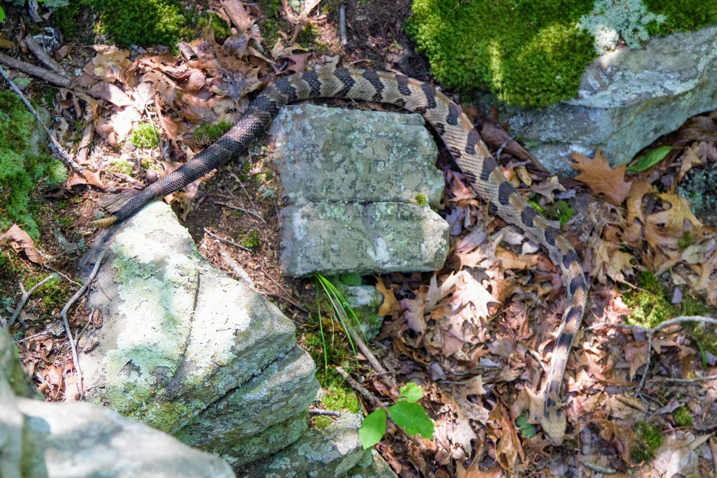 The 3 Venomous Snakes of Southern Illinois — Explore Photograph Live