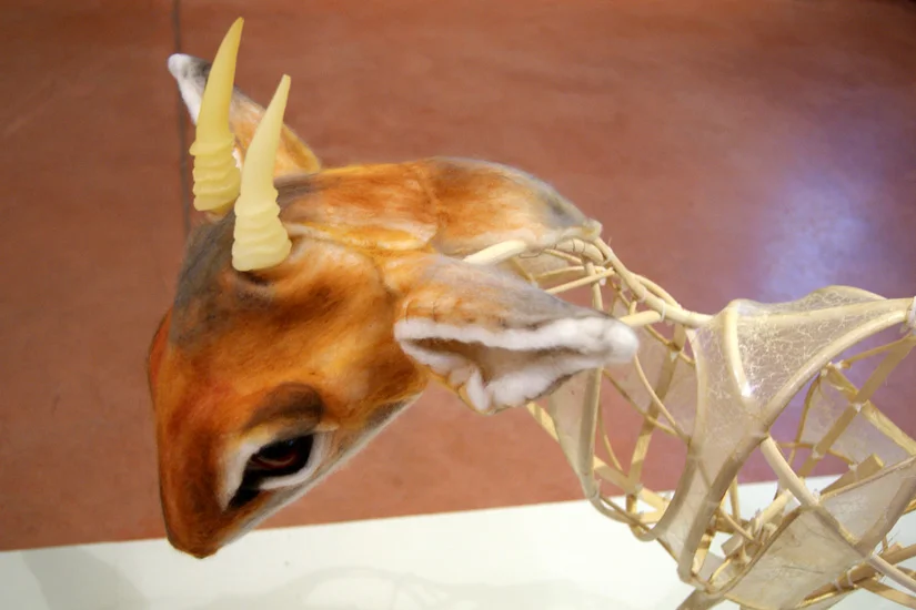 dikdik / ghost dikdik - installation view