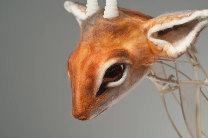dikdik / ghost dikdik – detail