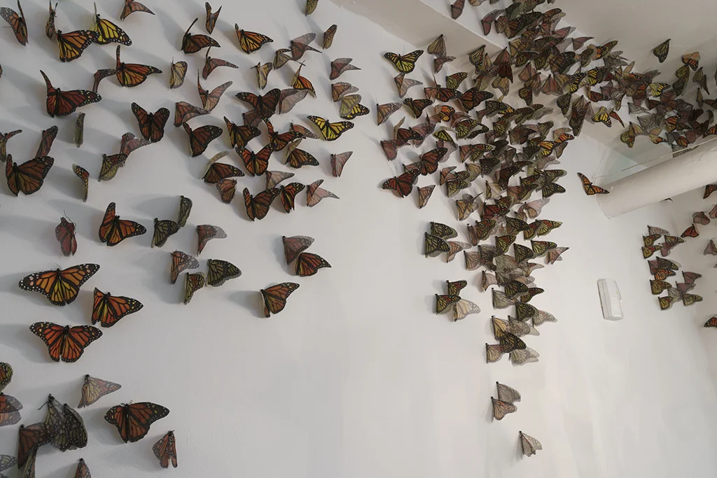 untitled (monarch butterflies, excerpt from Before the Fall)