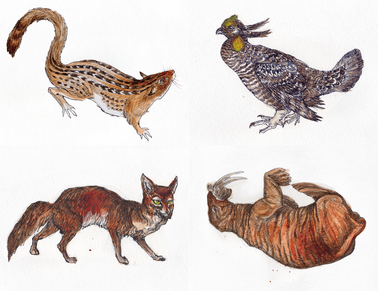 Four wildlife postcards with which to respectfully harass your Members of Congress. 