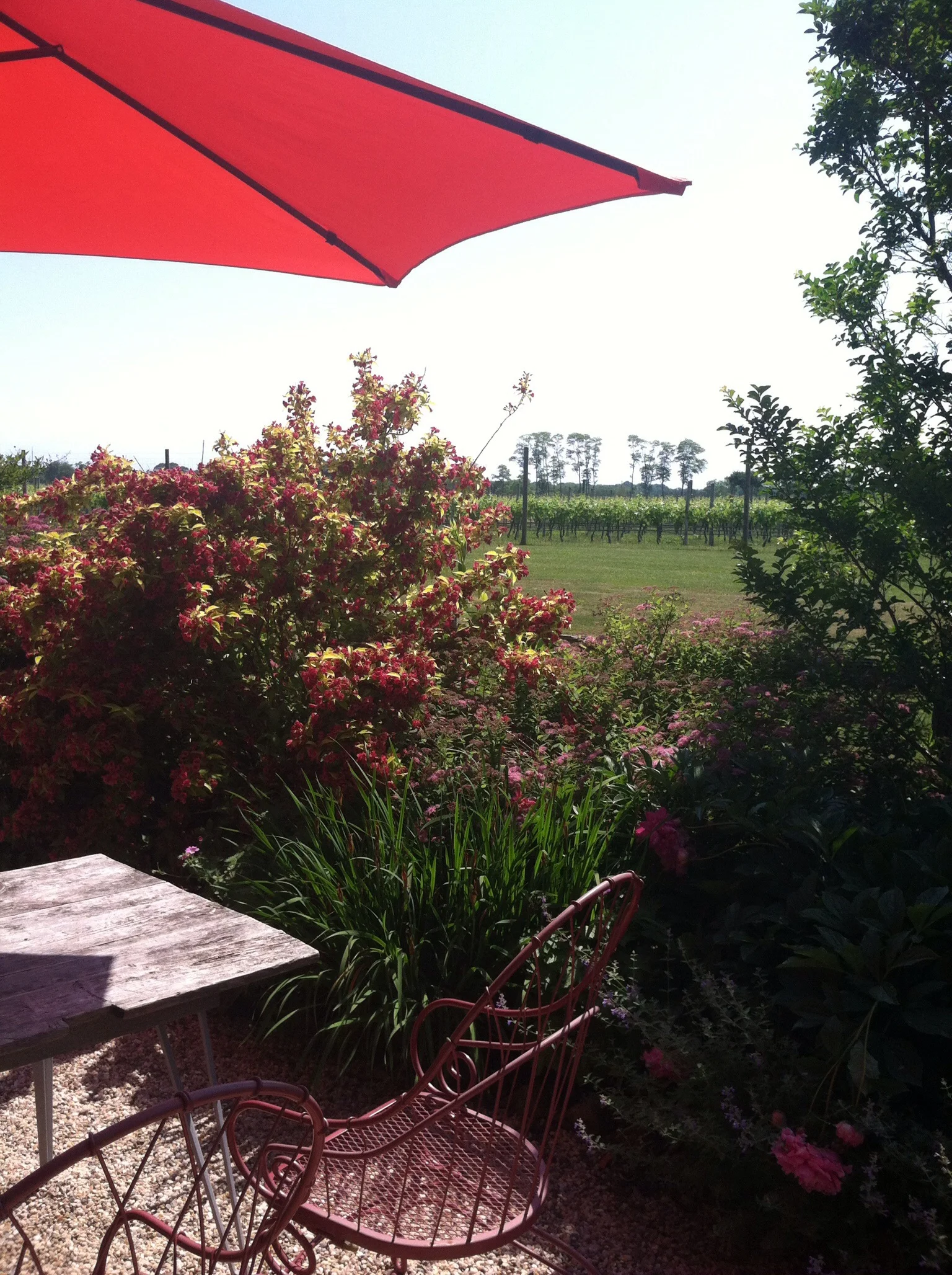 Provence via Long Island. Photo by Shana Sokol, Shana Speaks Wine