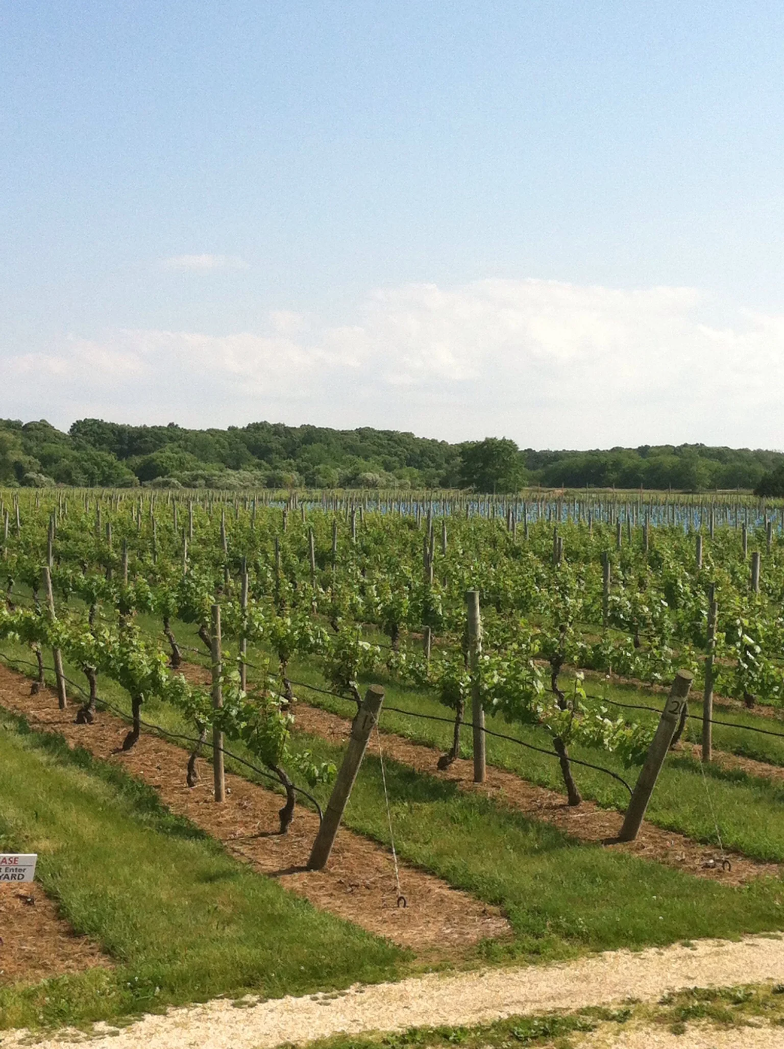 Can't beat that view. Photo by Shana Sokol, Shana Speaks Wine.
