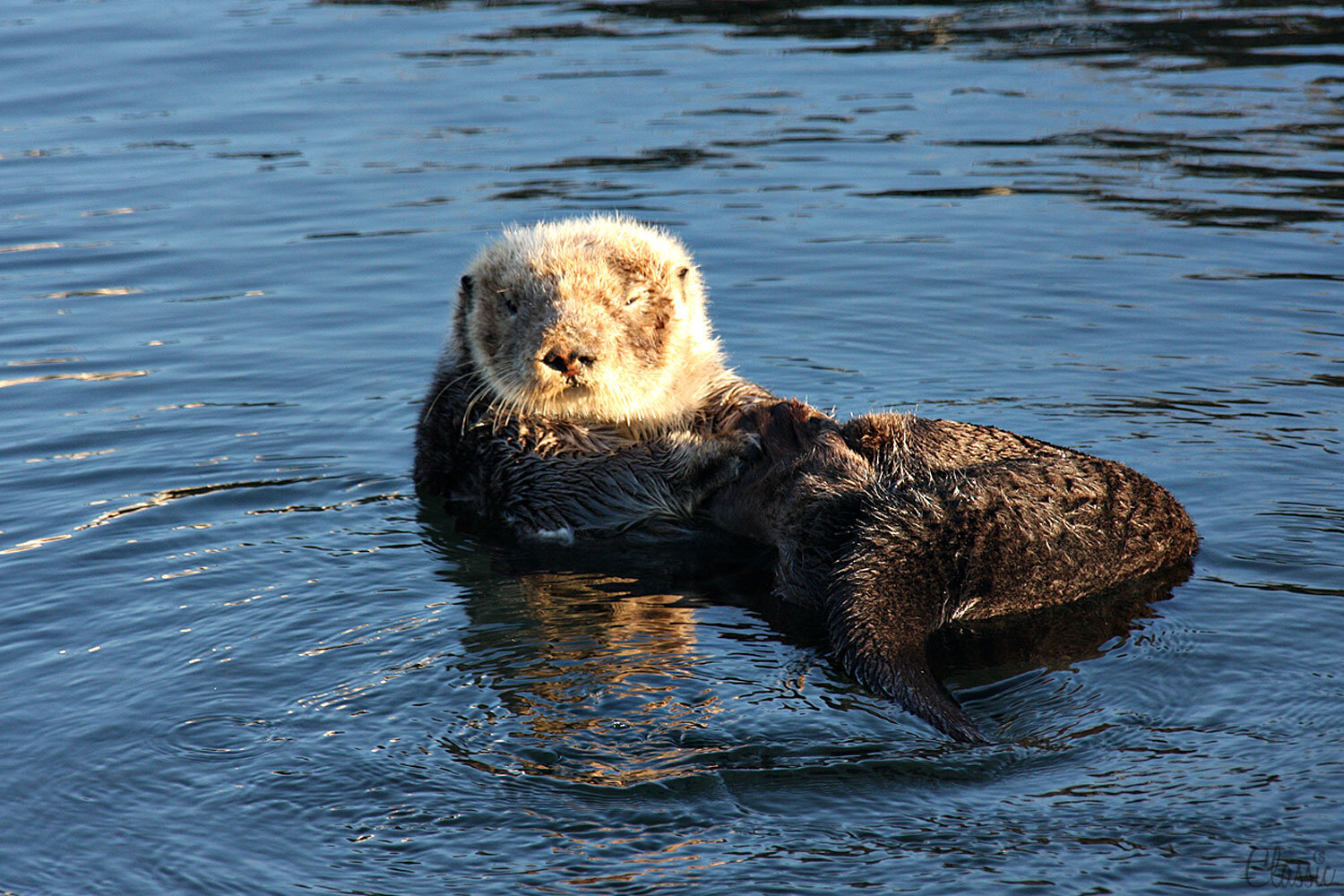 morro-bay-sea-otter-in-the-harbor19-65bbq.jpg