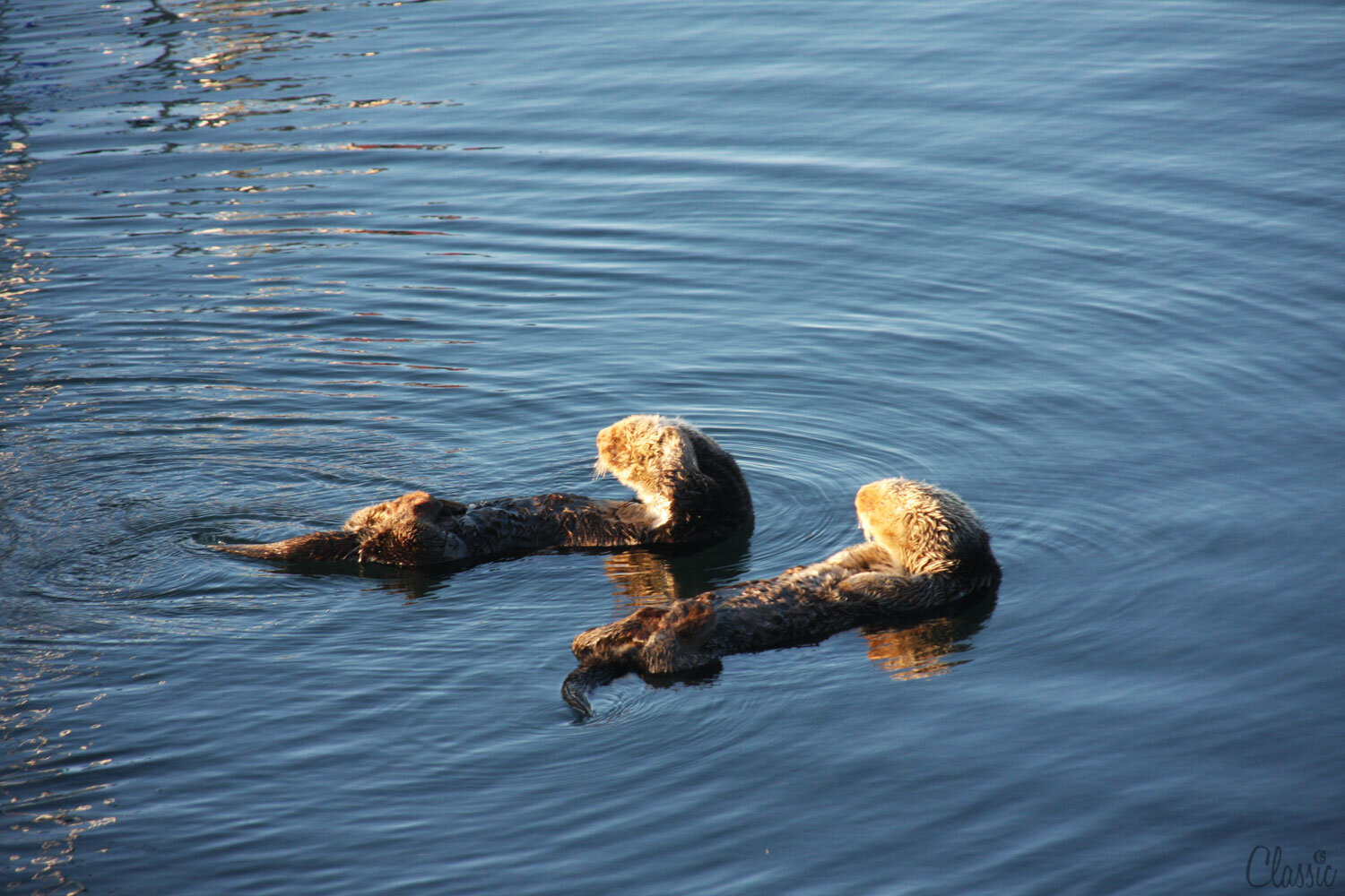 morro-bay-sea-otters-take-in-the-sun-19-65bbq.jpg