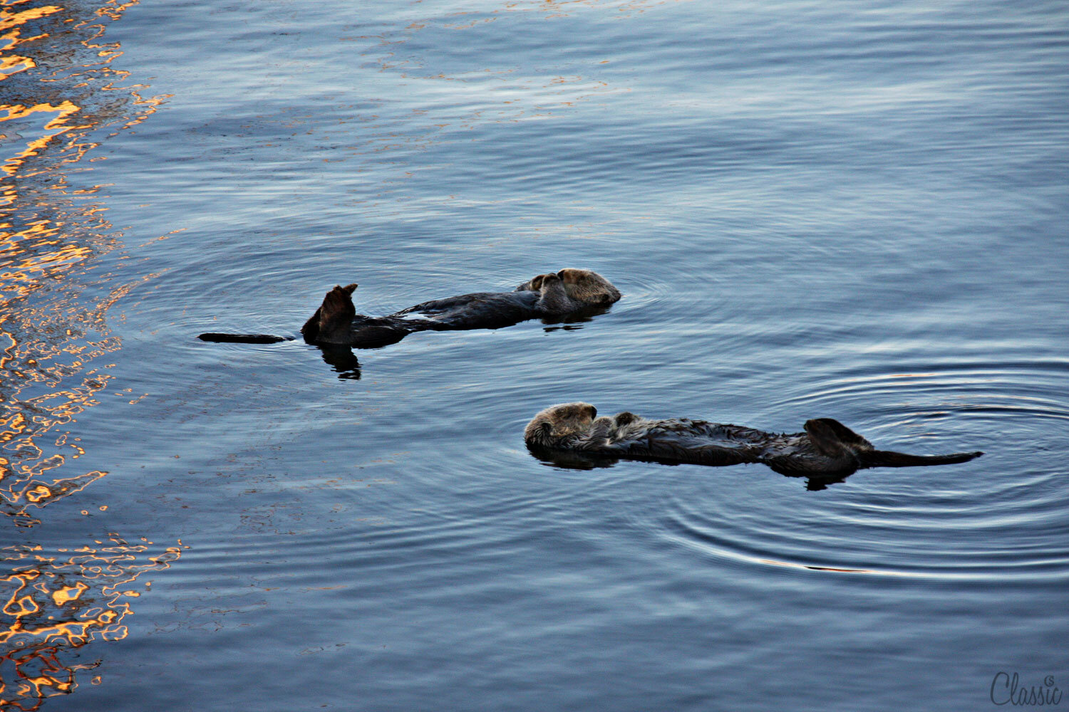 morro-bay-sea-otter-surprise-19-65bbq.jpg