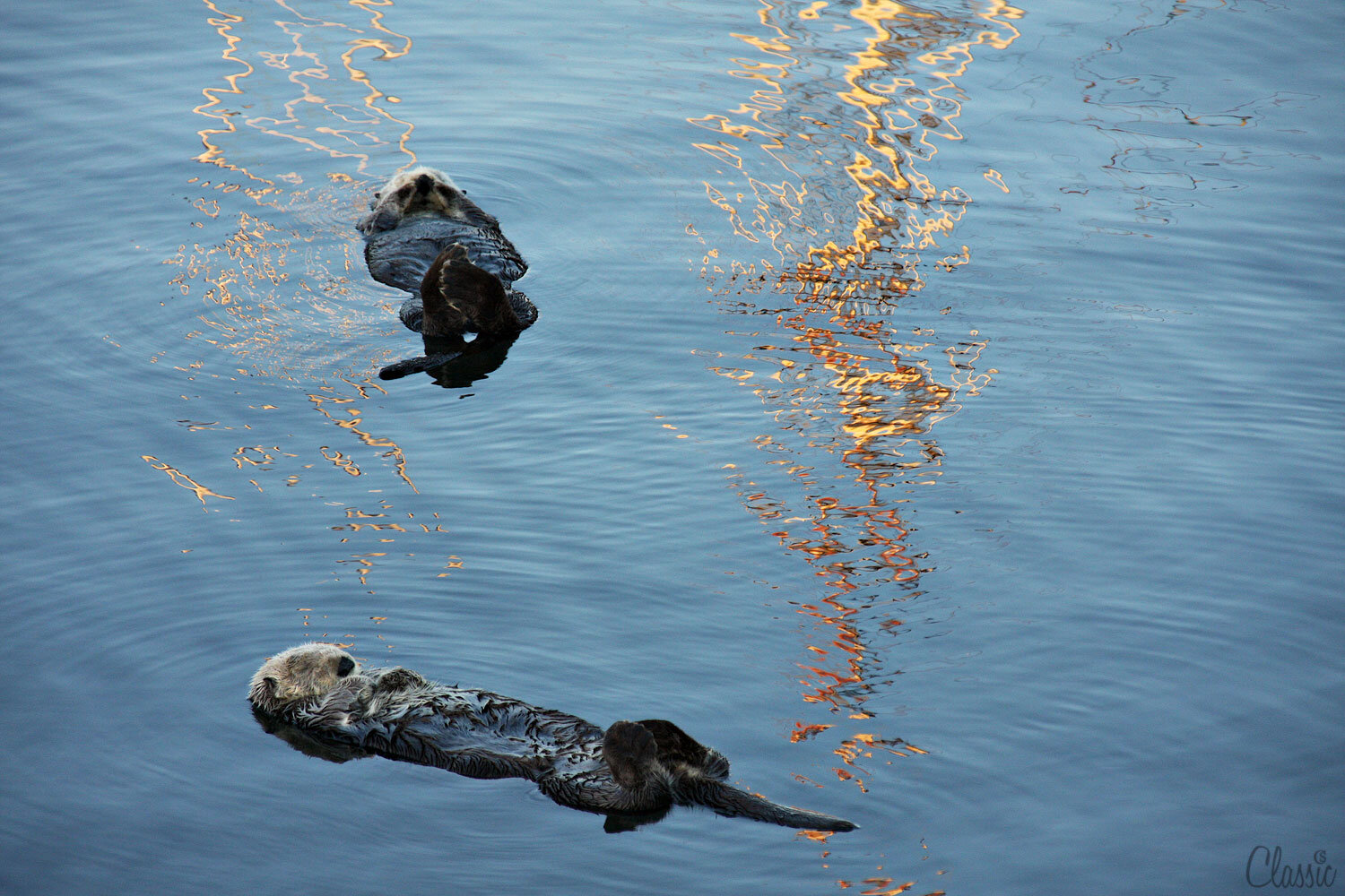 morro-bay-sea-otters-napping19-chiaristyle.jpg