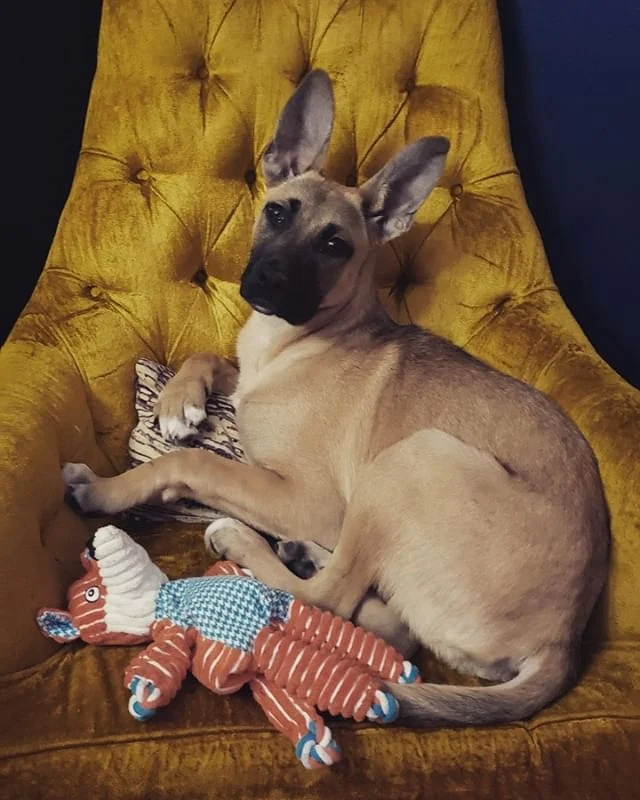 Out of insta hibernation for gratuitous photo of dog.

Alabama Honey. 
Mah big baebee.