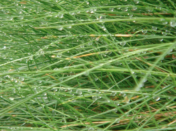 grass.jpeg