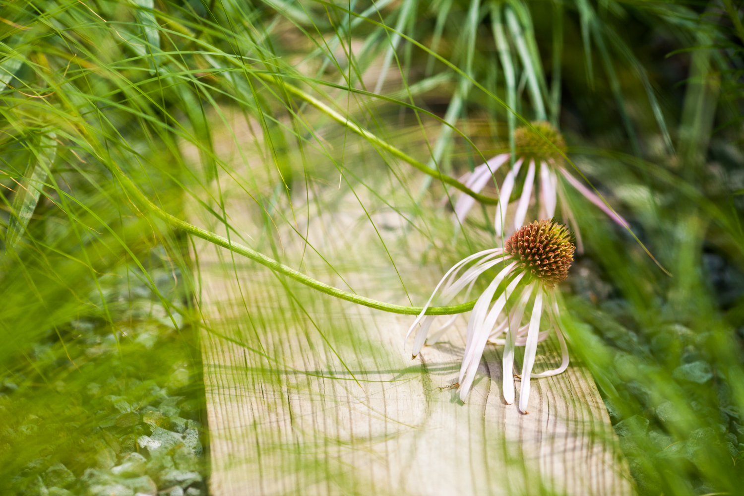 HighLine_2011-06-16_3486-2.jpg
