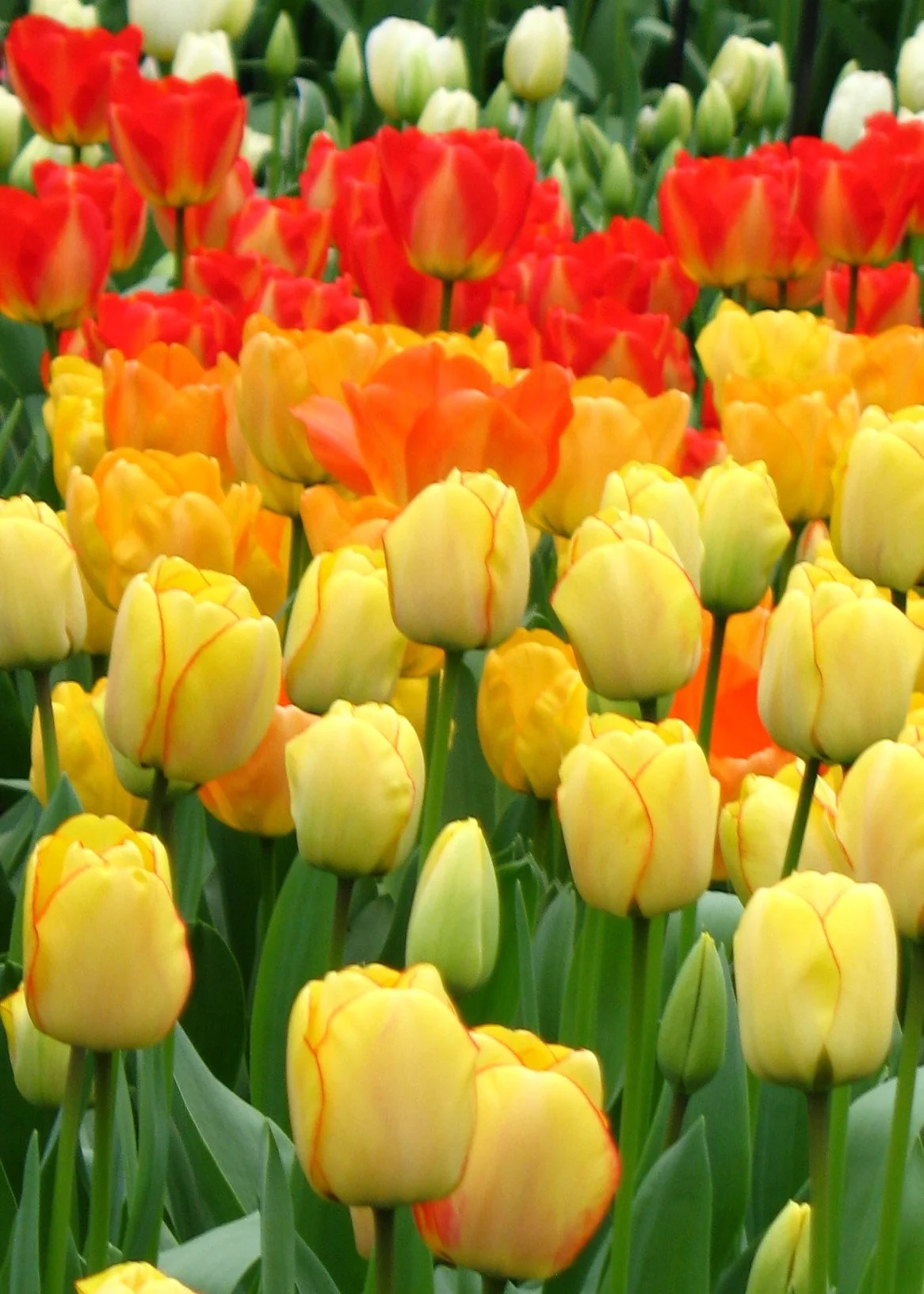 Tulips are the stars at Keukenhof