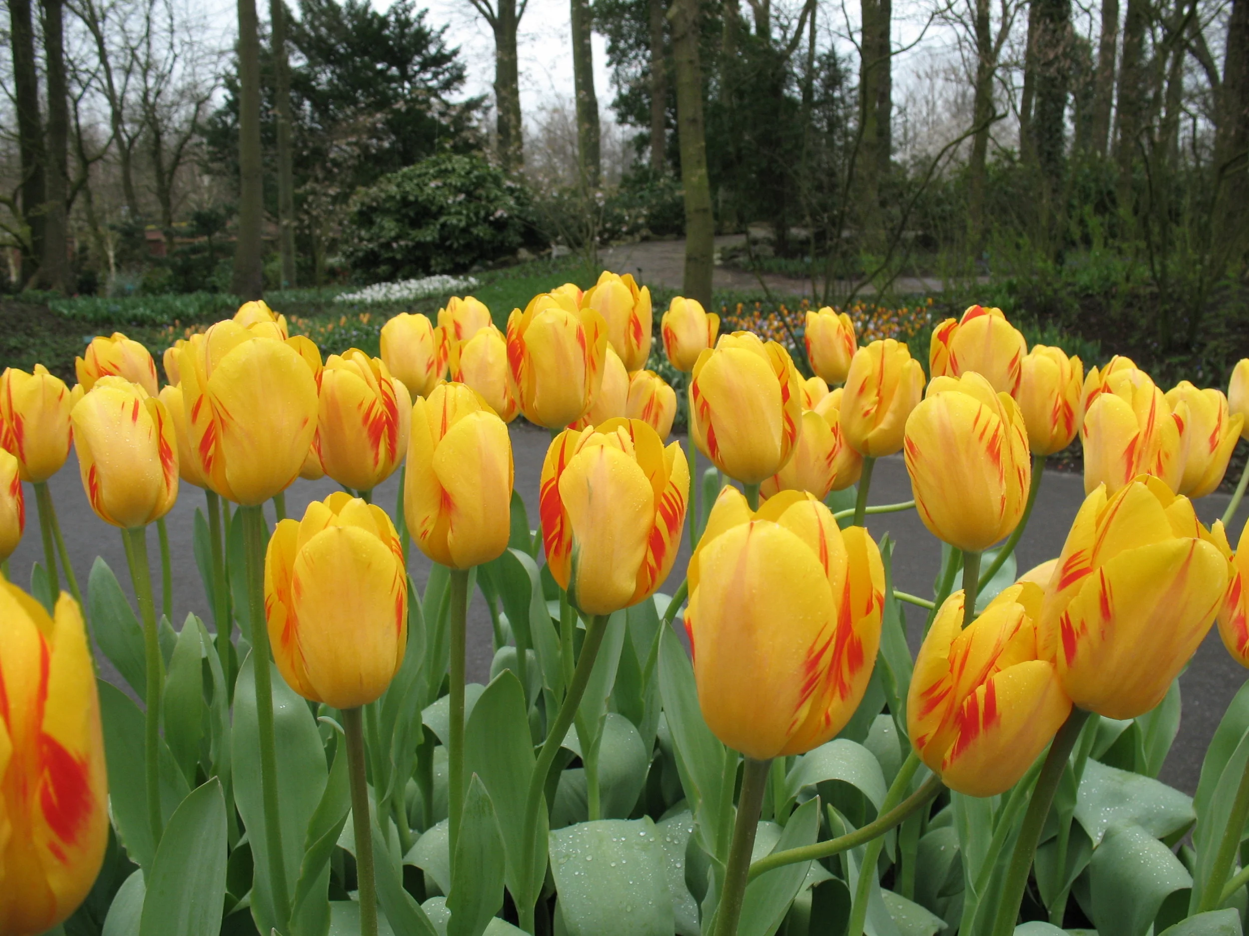 More colorful tulips