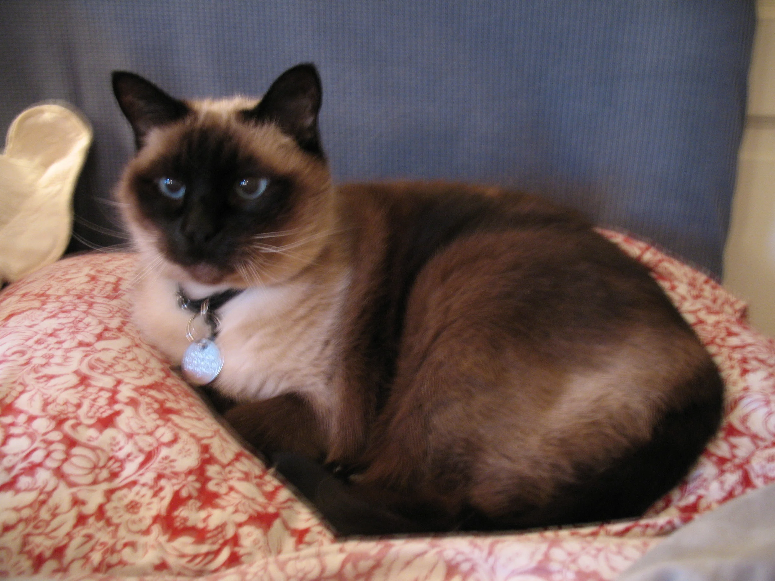  She was a regal cat who was always ready for a photo 