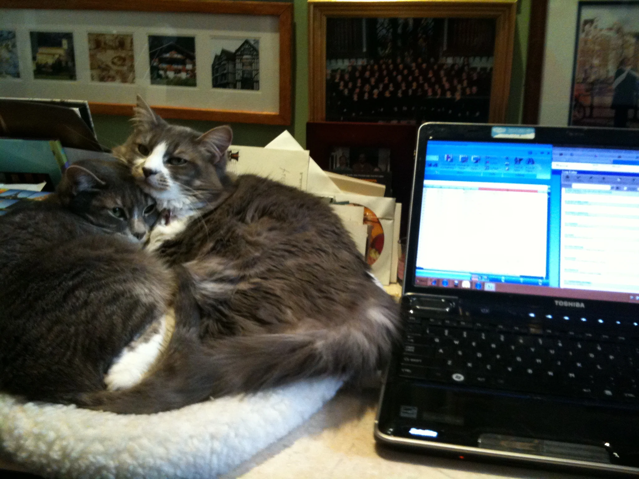  One of my favorite photos of them--they can be so sweet to one another (or not) 