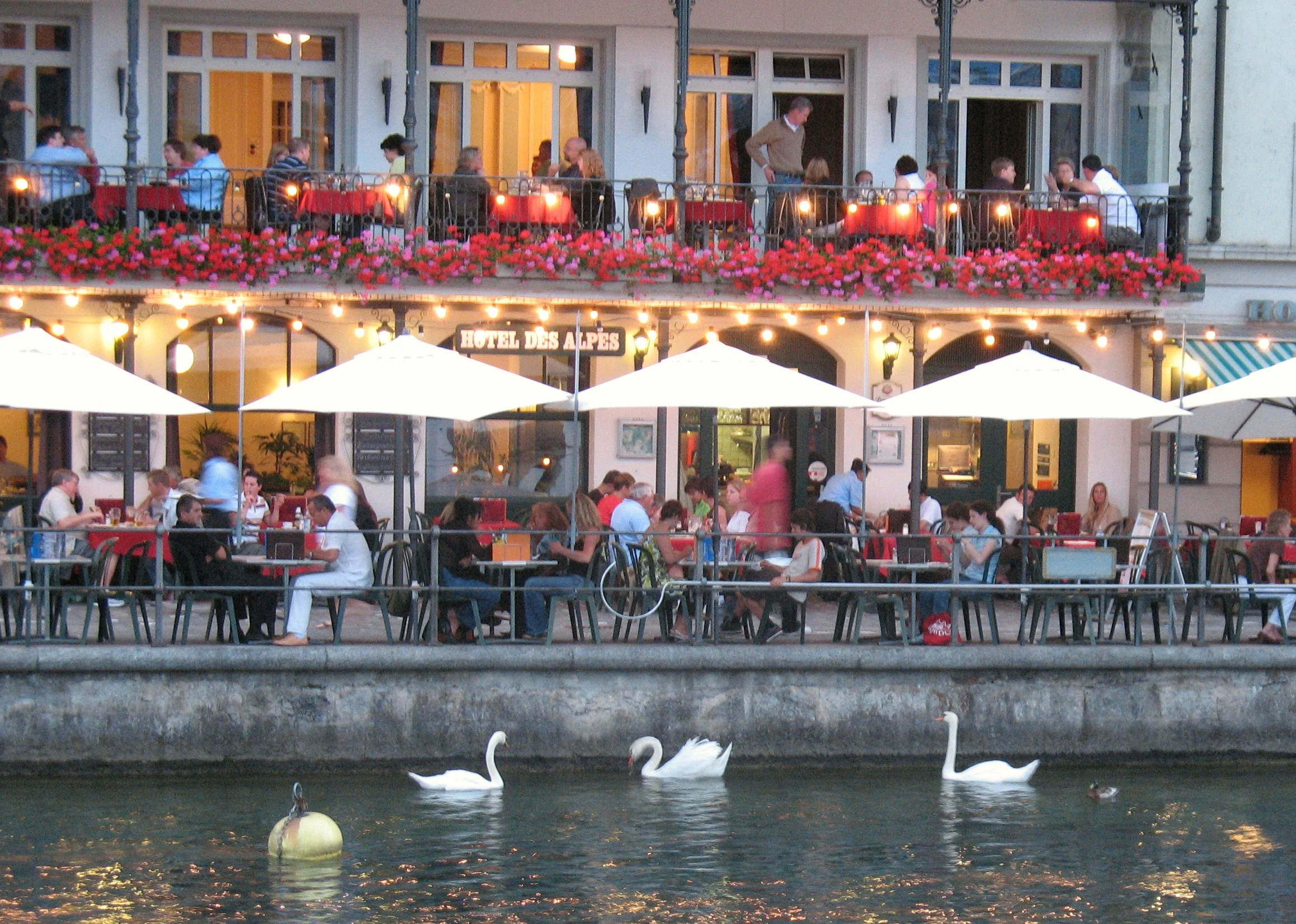 Lucerne is known for its feisty swans