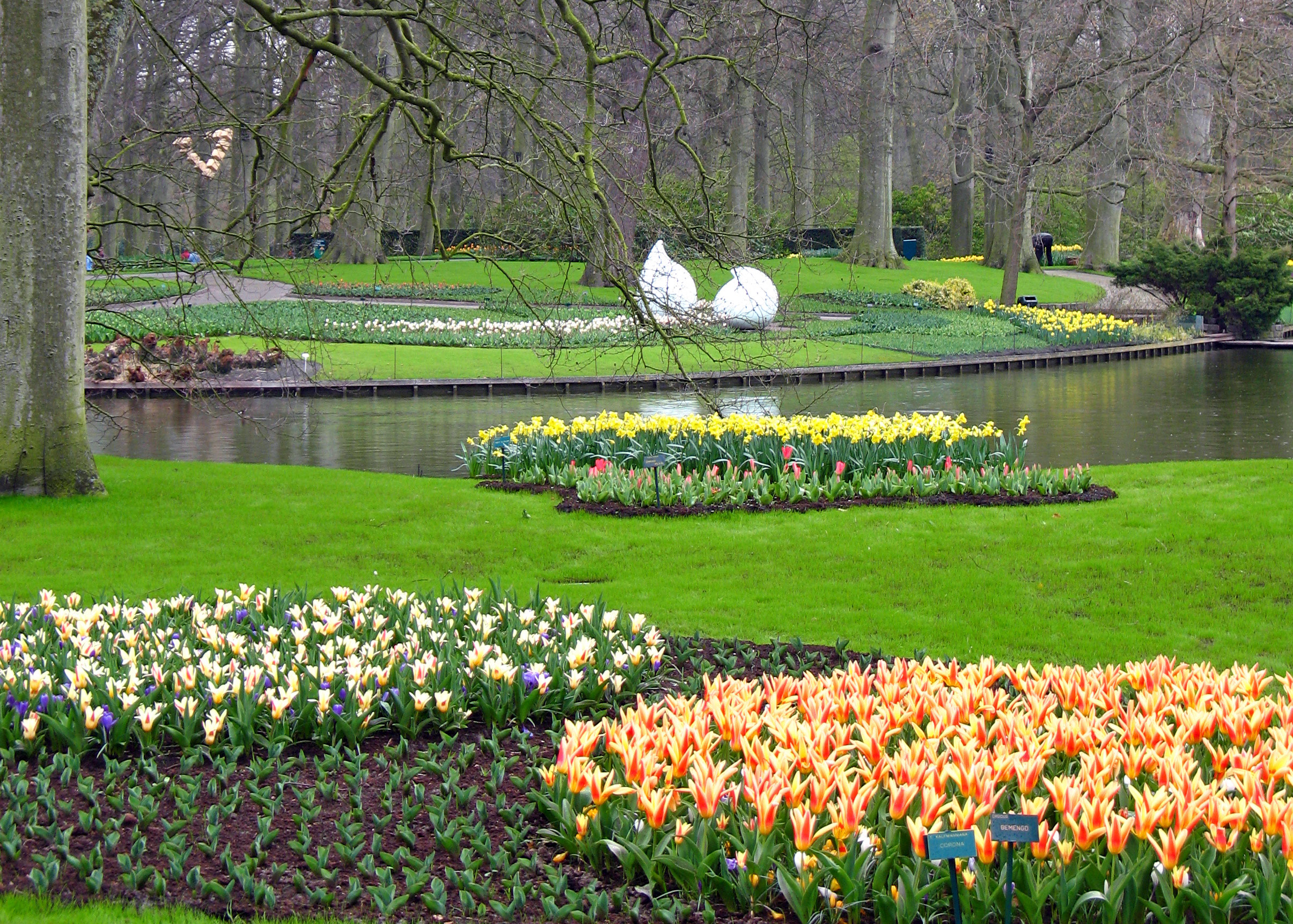 Largest swans anywhere