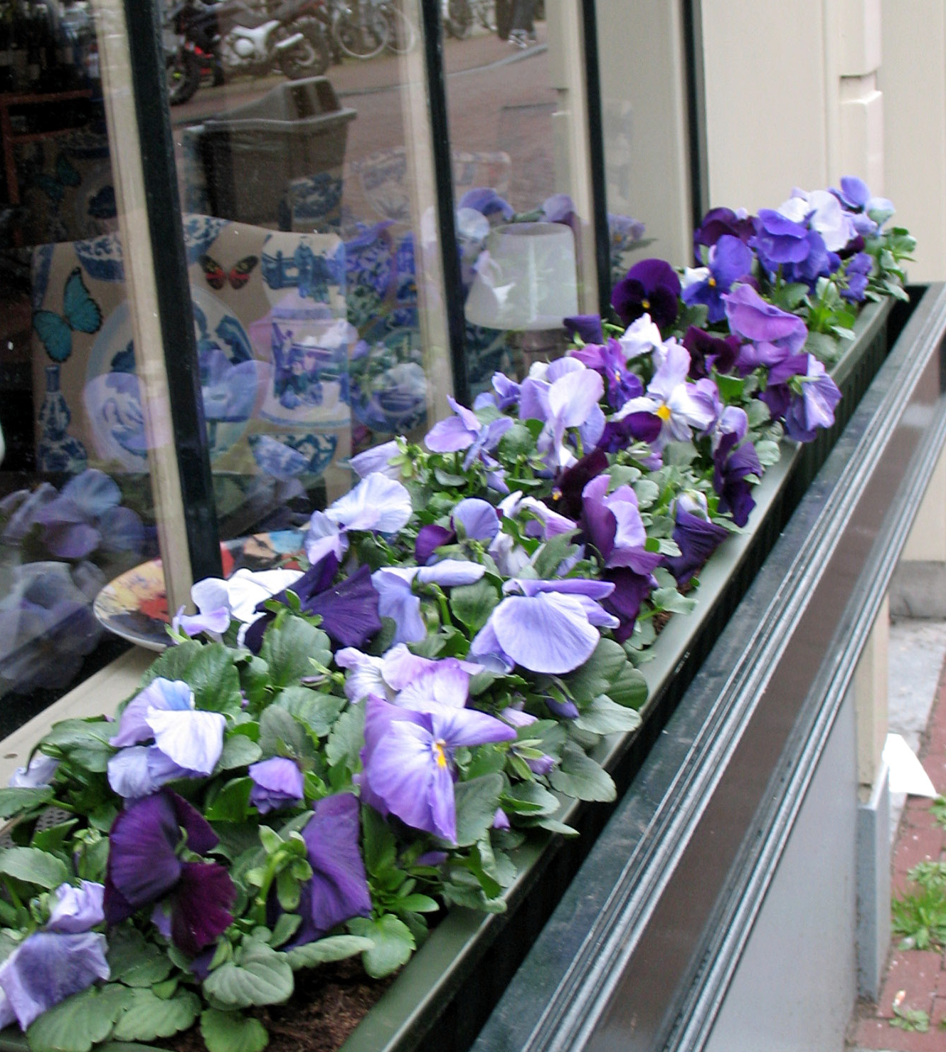 Colorful flower boxes