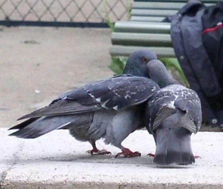 Even pigeons are amorous in Paris