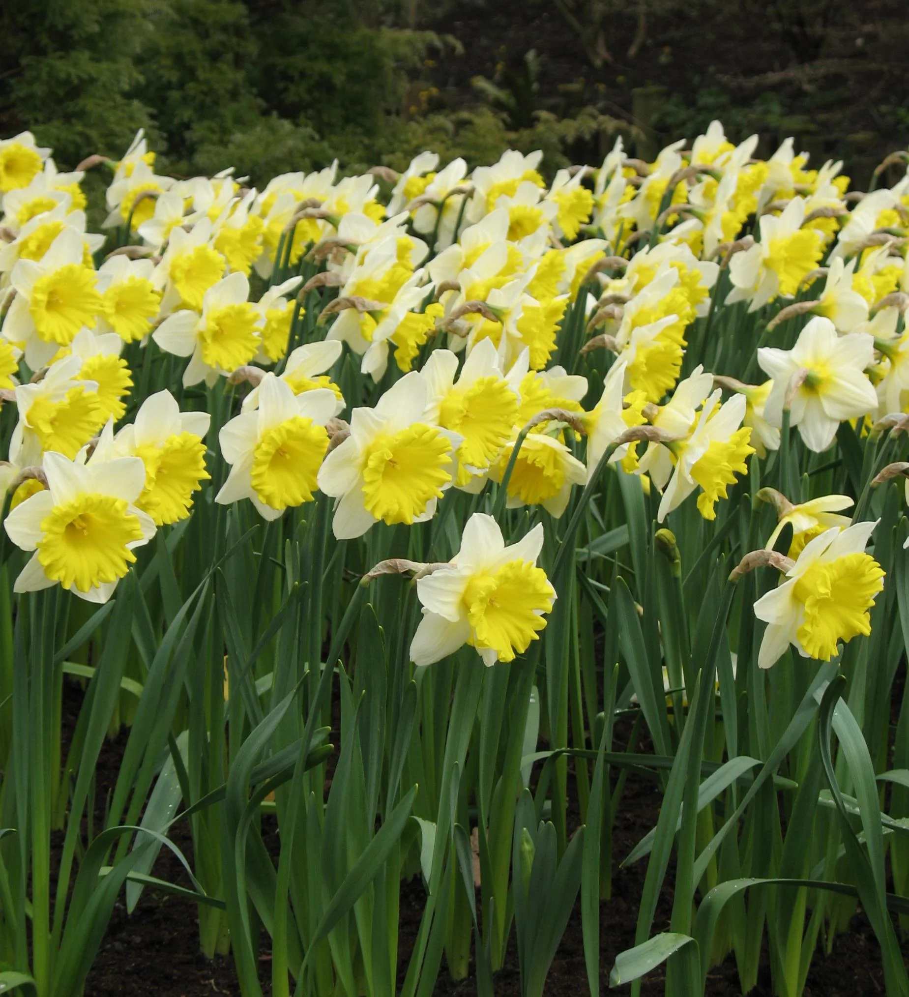 Lovely daffodils (jonquils??)