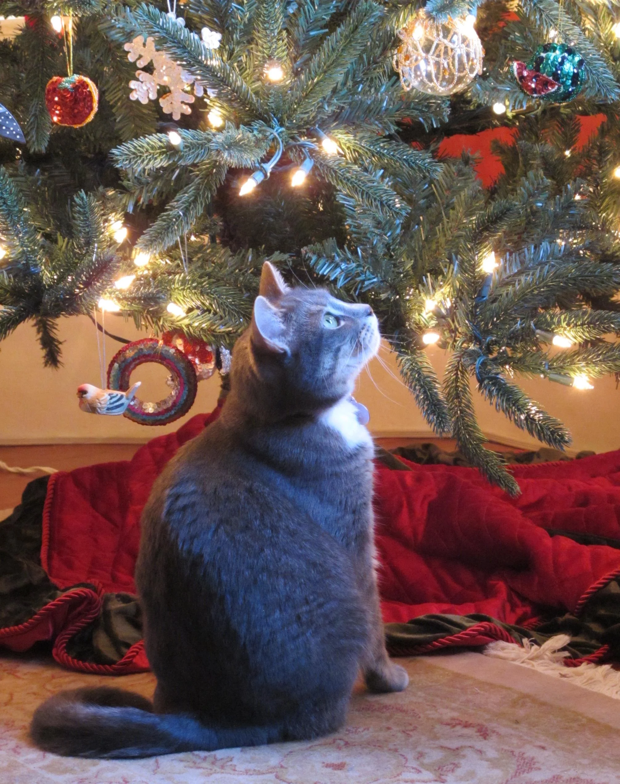  Coco loves looking at the pretty ornaments. &nbsp;Thankfully she doesn't try to swat them down. 