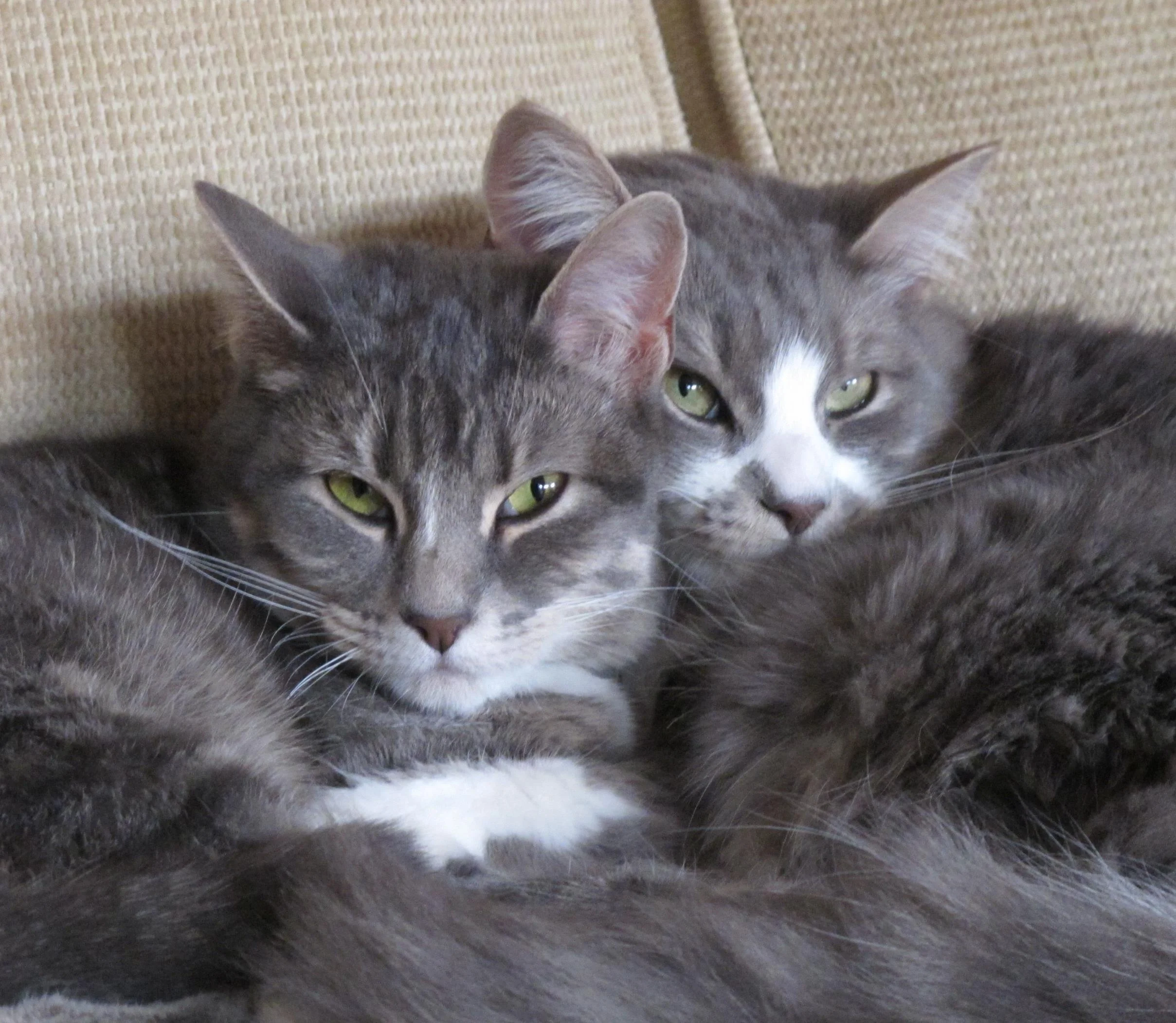  One of the rare photos where they almost look like twins 