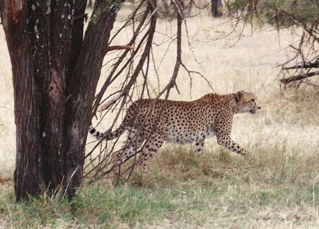  We saw only one cheetah, but she put on a great show. 