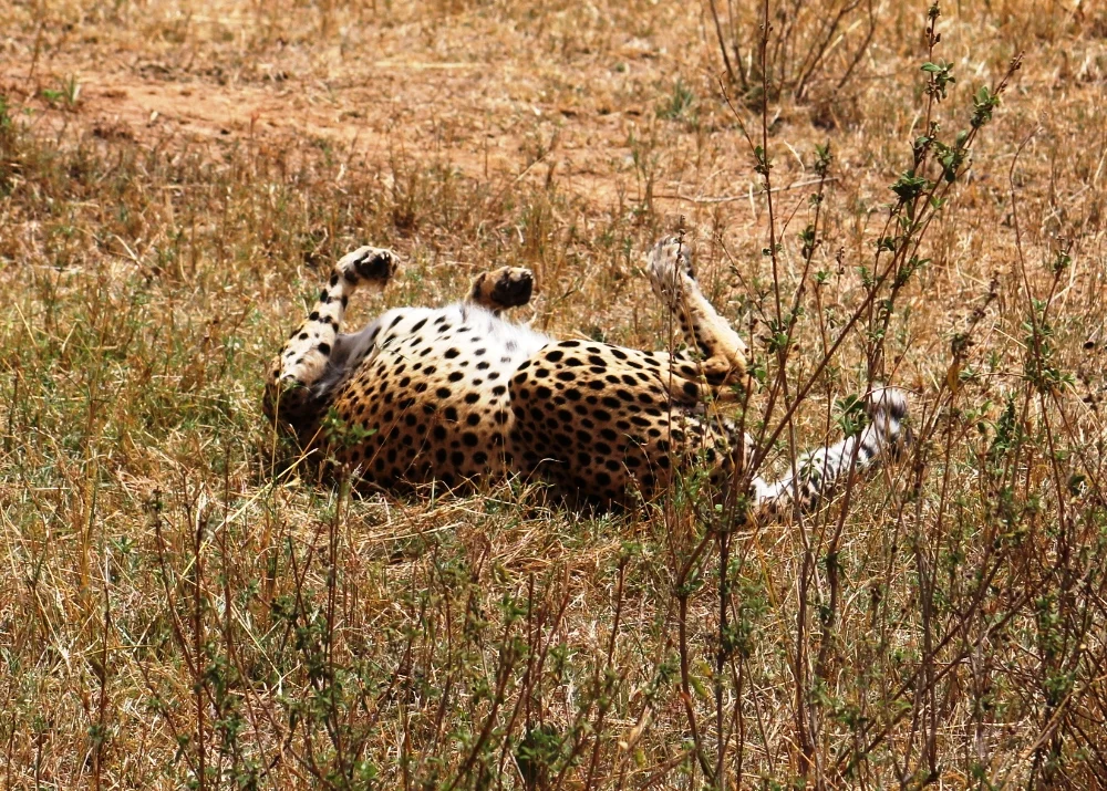  The cheetah rolled on her back just like a domestic cat. 